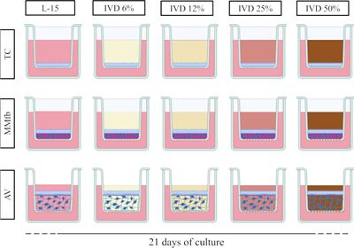 Evaluation of rainbow trout (Oncorhynchus mykiss) organotypic intestinal platforms: cellular responses after long-term exposure to in vitro digested feed